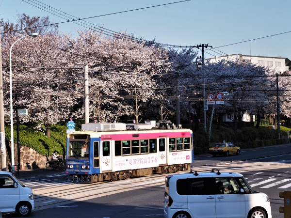 【都電荒川線(東京さくらトラム)車両ラッピング】安部学院高等学校様　電車広告 掲出事例